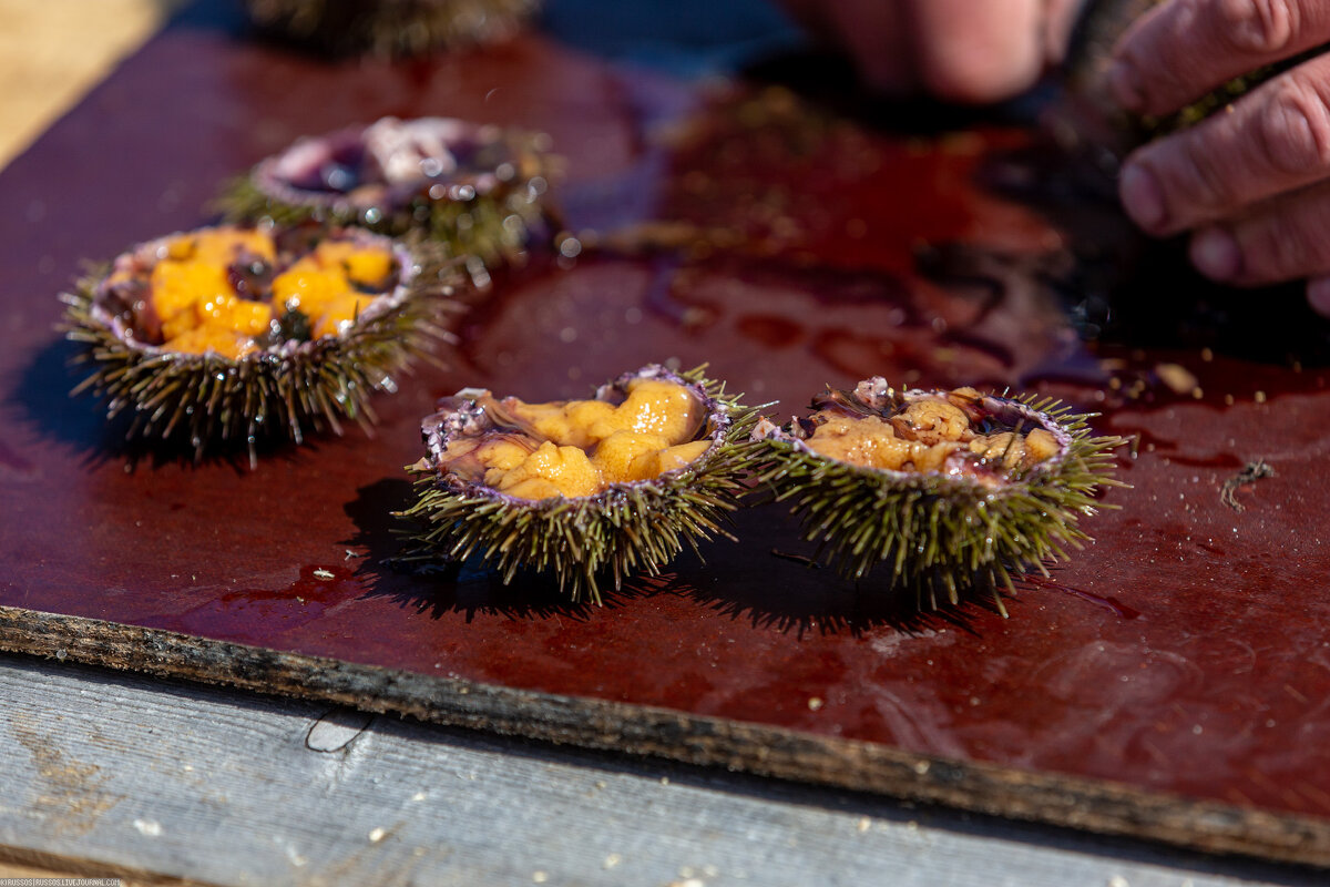 Морской ежик. Кто-то любит, но я к морским гадам очень равнодушен.