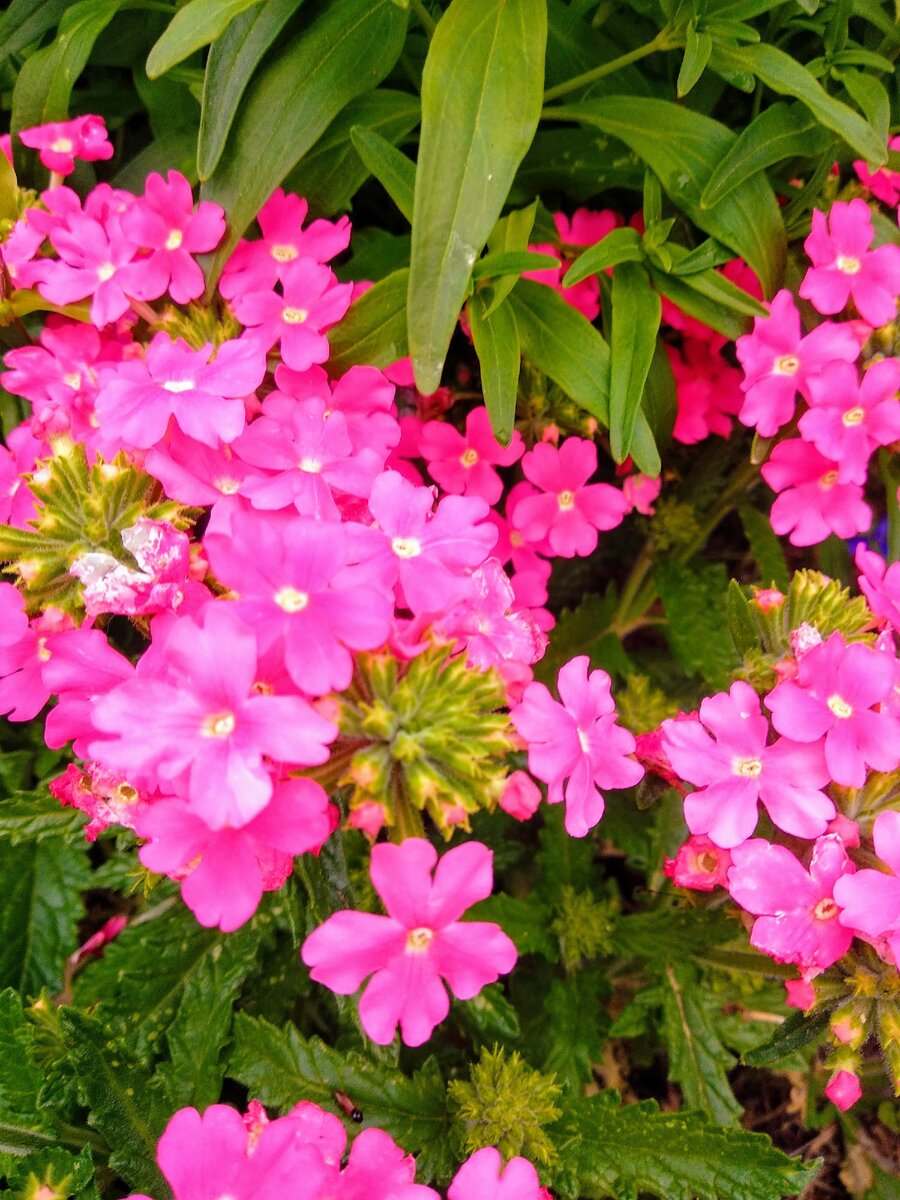 Вербена прекрасно цветет до глубокой осени