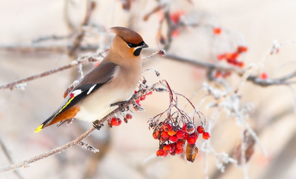 Какие растения в вашем саду будут кормить птиц зимой?