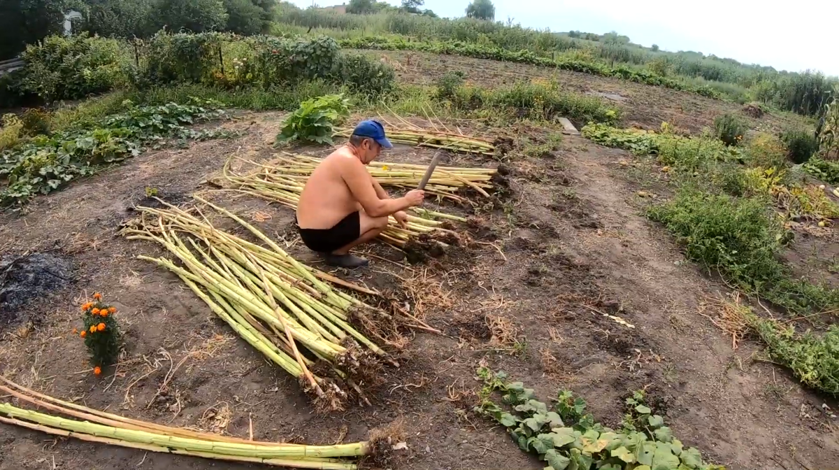 Здесь ничего сложного, просто избавляемся от земли, чтобы стебли лучше горели