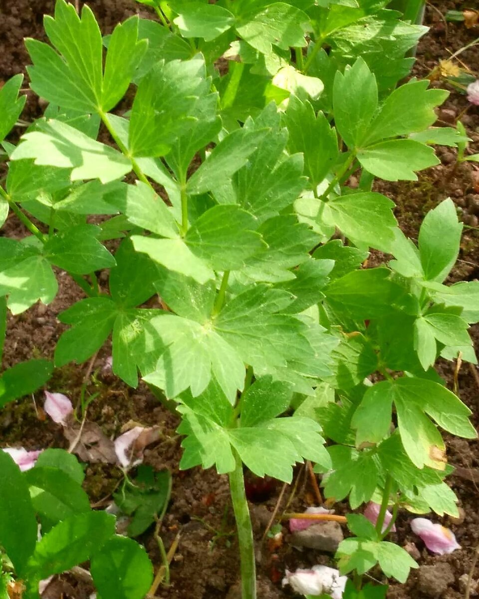 Листьями любисток очень похож на петрушку (фото автора)