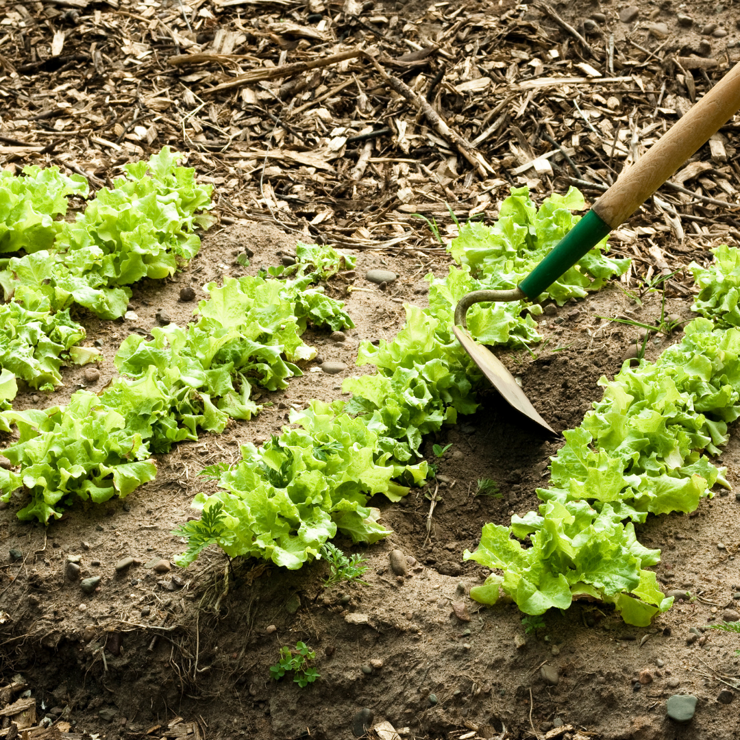 Первую зелень можно вырастить уже в теплице в апреле