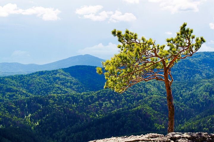 Сосна на вершине одной из нескольких десятков гор города-курорта Белокуриха. 