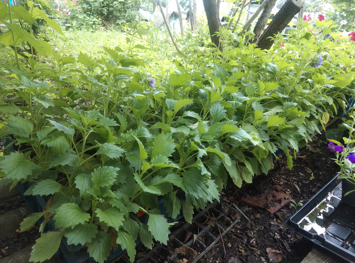 Астры у меня ещё очень очень много. Но девать её некуда