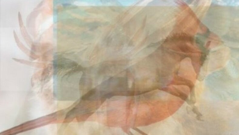 Какое животное вы увидели первым?