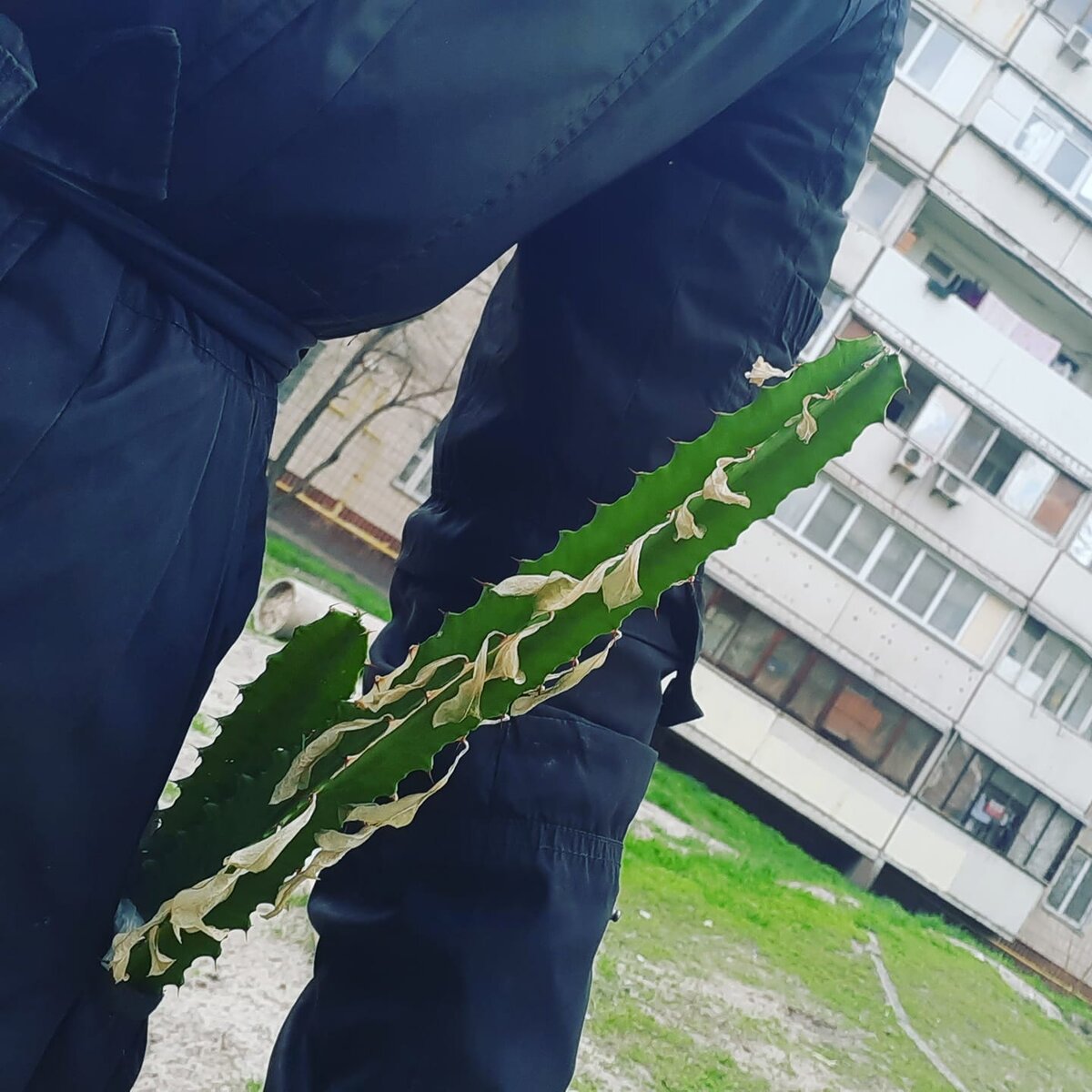 Поехали, - говорю, - молочай. Будешь у меня жить.