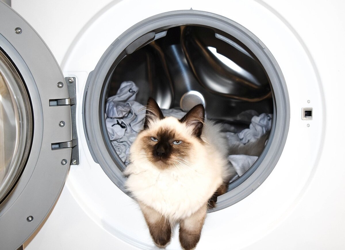 фото с сайта ixabay.com