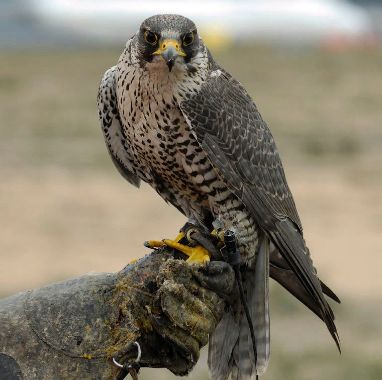Как называется сапсан. Сапсан falco peregrinus. хищные птицы сокол сапсан. сокол сапсан фото. сокол сапсан соколиные.