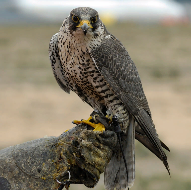 Какая быстрая птица. Сапсан Falco peregrinus. Хищные птицы Сокол Сапсан. Сокол Сапсан фото. Сокол Сапсан Соколиные.