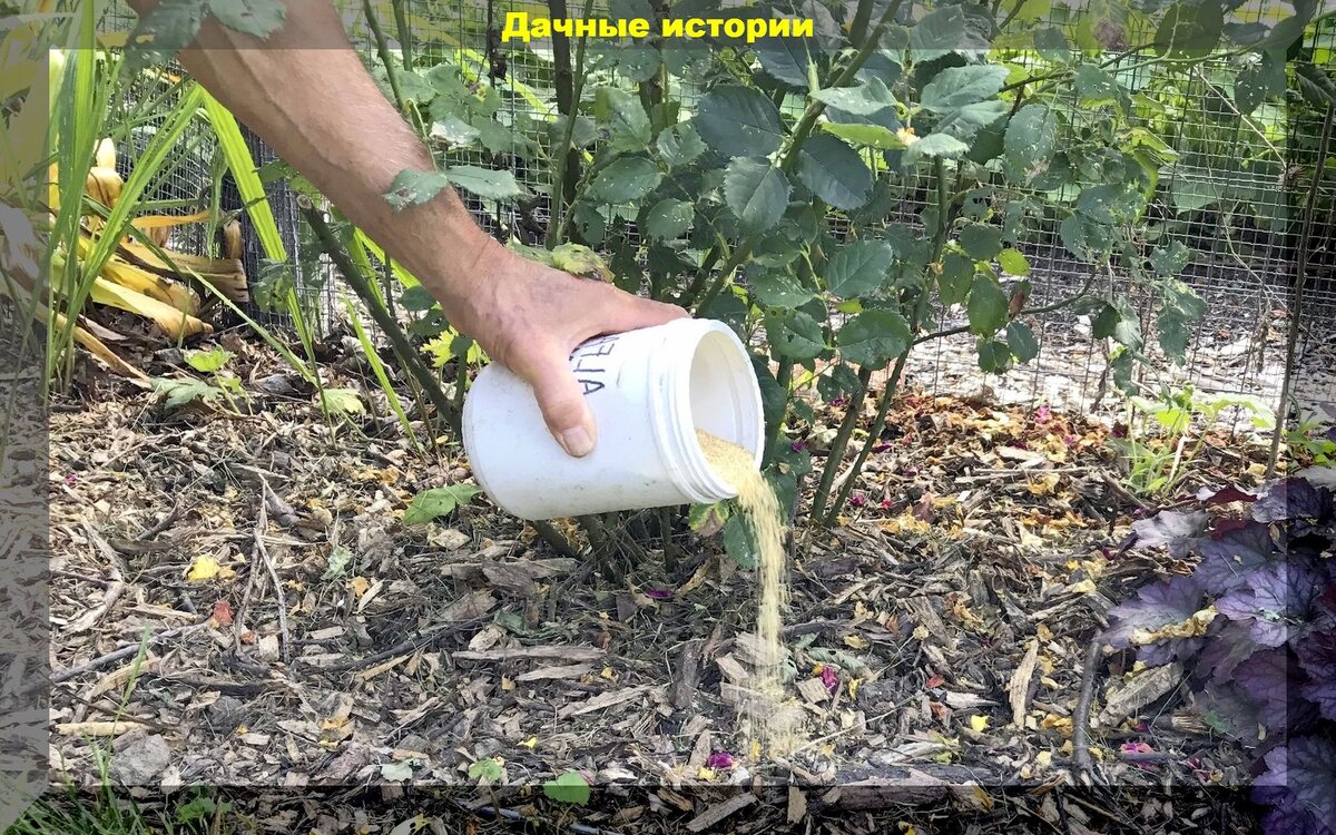 Чем подкормить сад в сентябре октябре