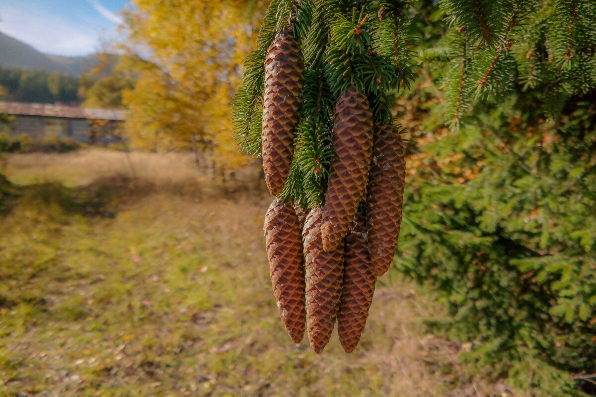 Яндекс.Картинки