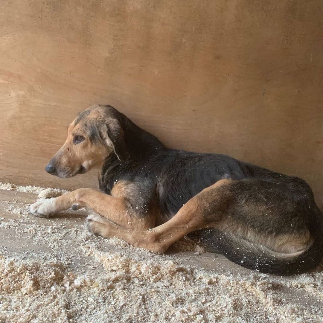 Собачка из приюта особенно нуждается в добром отношении. На фото — Ким, она ищет дом