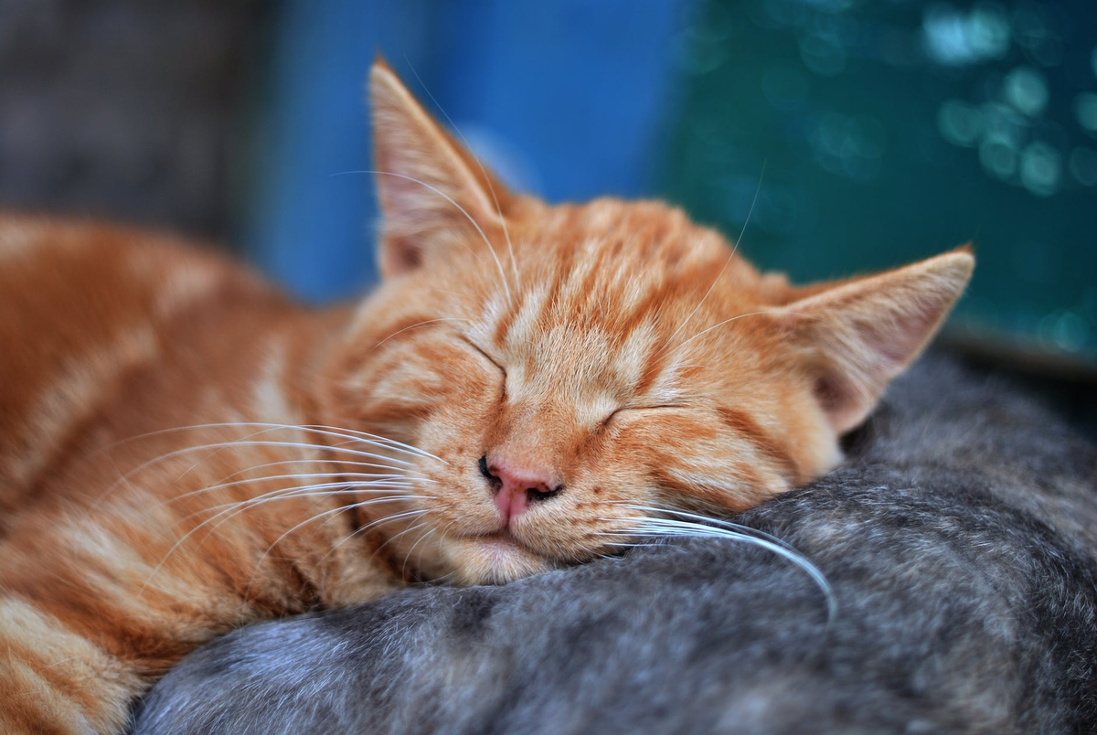 Коты тоже хотят худеть