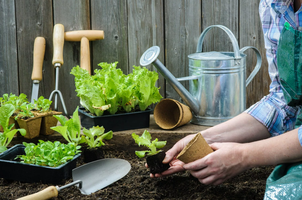 Фотография взята из источника organicauthority.com 