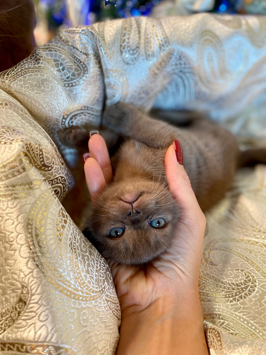 Jasper Burmese baby girl - котёнок окраса соболь, порода - европейская бурма 