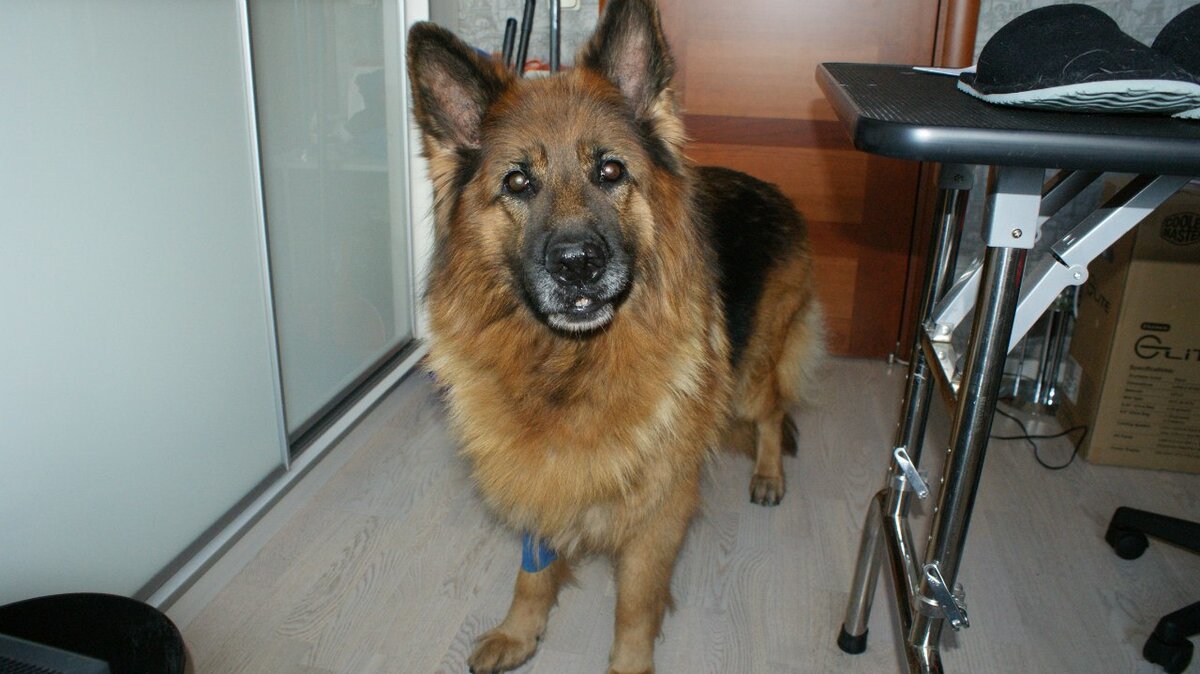 Фото из личного архива. Собака с невероятной историей, ее нашли идущей по проезжей части с катетером в лапе и швами через весь живот. Жила у меня неделю,  оказалось, что ушла из вет. клиники после операции по удалению опухоли молочных желез. Хозяин нашелся.