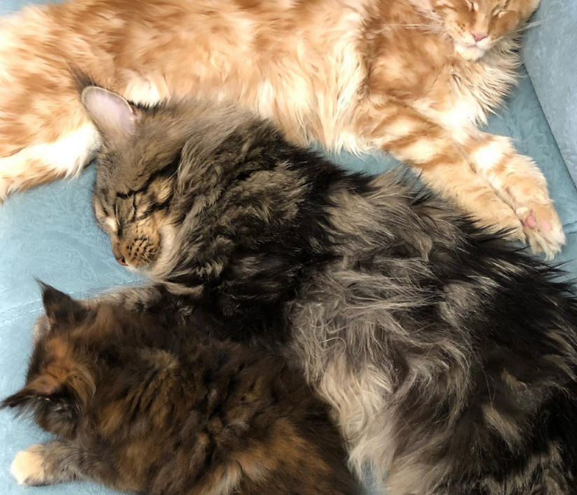 Мейн-куны. Чем кормить кота, если импортных кормов нет. Корма ...