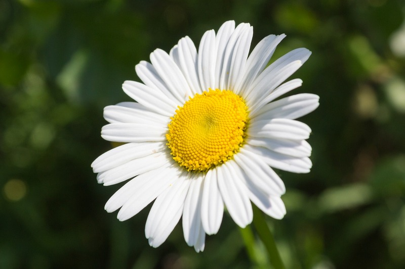 Взято здесь: https://dachnikam.ru/flower/romashki/