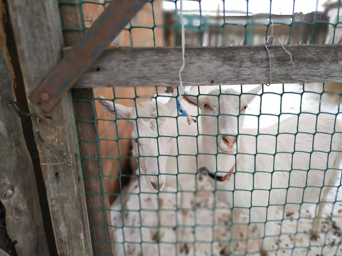 Сижу за решеткой...