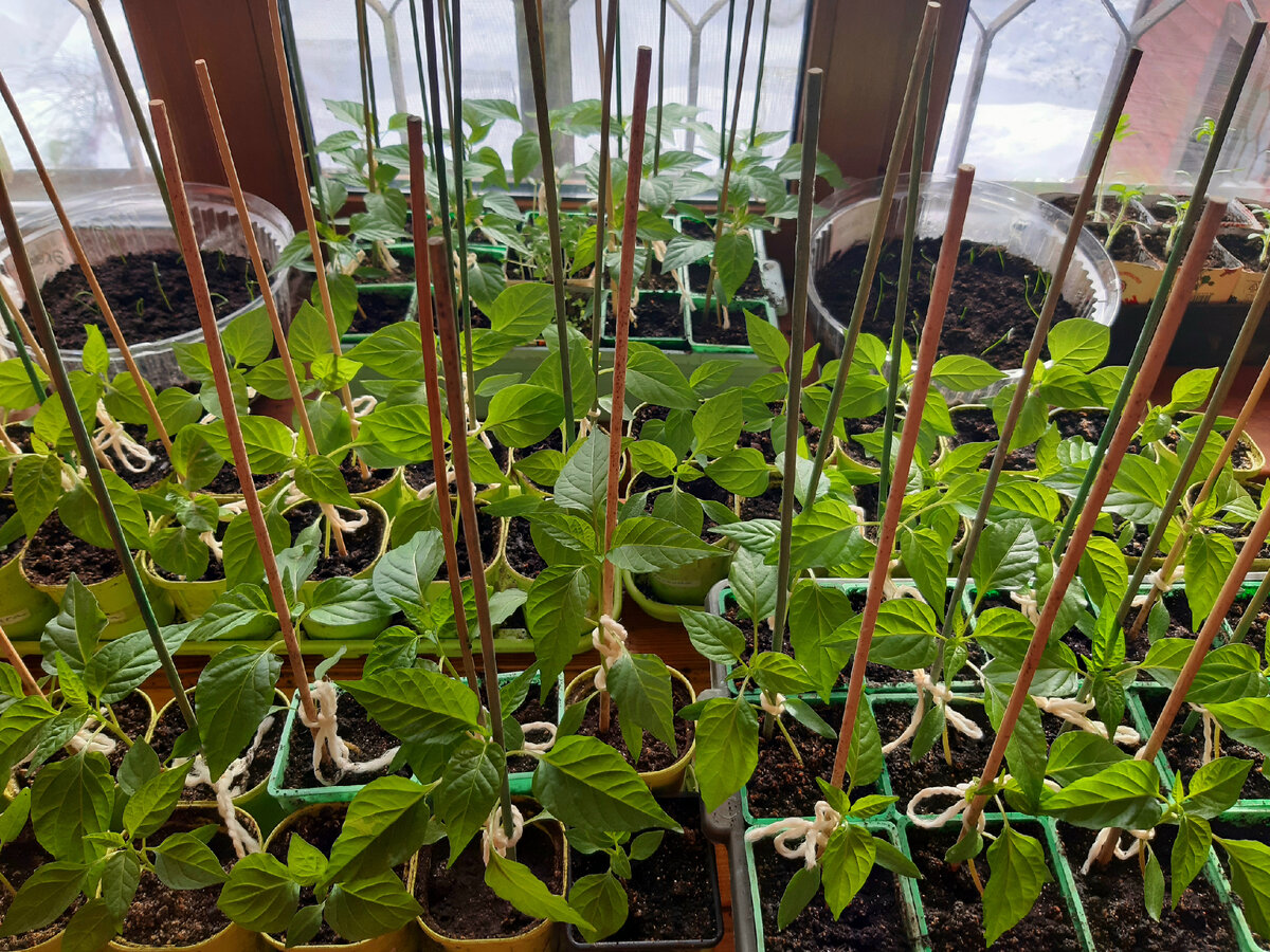 Перцы. Фото автора. 