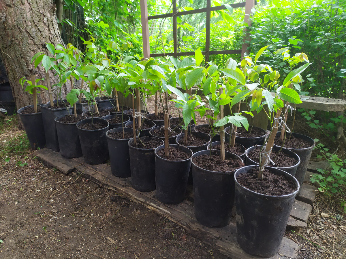 Саженцы грецкого ореха в год проращивания. МО