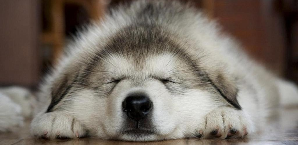 Каждый из нас при выборе щенка хочет быть уверен, что его питомец лучший из всех возможных. Тем не менее, иногда у собак появляются особенности, о которых не сказано в родословной. Процесс выведения любой породы очень похож на хождение по минному полю. Все осуществляется методом ошибок и проб. Для животного это может грозить гибелью, в то время как для человека является всего лишь дополнительным вложением в копилку приобретенного опыта. 

Каждый из нас при выборе щенка хочет быть уверен, что его питомец лучший из всех возможных. Тем не менее, иногда у собак появляются особенности, о которых не сказано в родословной. Процесс выведения любой породы очень похож на хождение по минному полю. Все осуществляется методом ошибок и проб. Для животного это может грозить гибелью, в то время как для человека является всего лишь дополнительным вложением в копилку приобретенного опыта.

По своей природе собака – достаточно пластичная генетическая модель. Об этом прямо говорит огромное количество полученных человечеством пород – от тойтерьера до мастифа. Работа по селекции всегда велась в двух основных направлениях: для охоты на дичь, охраны и сторожевой работы закреплялись служебные навыки, а также выводились интересные декоративные формы, обладающие красивым экстерьером. К сожалению, никто не учитывал, что необходимые человеку признаки могут не просто не соответствовать природе животного, но еще и быть несовместимыми с общей физиологией собак.

Например, из-за декоративной конституции щенки английского бульдога не могут рождаться естественным путем – приходится прибегать к методу кесарева сечения. Также в этой породе из одного поколения в другое передается масса различных генетических заболеваний.

В Германии кинологи стремились вывести специальную породу очень маленьких такс для охоты на кроликов. Если у двух представителей породы нормального роста появлялся значительно отстающий в росте от собратьев щенок, для последующей селекционной работы использовали только его. Однако миниатюрный рост связан с гормональной недостаточностью, с врожденным сбоем в работе гипофиза.

В этом и заключается парадокс: чем больше экстерьер животного подходит под требования человека, тем менее выносливым окажется ваша собака. У «чистых» представителей породы очень хрупкое здоровье. Наследственные заболевания с большим трудом поддаются какой-либо коррекции.

К огромному сожалению, в наше время появилось очень много больных собак. Чаще всего это напрямую связано с недобросовестностью кинологов и заводчиков. И если внешние пороки можно определить едва ли не сразу после появления щенка на свет, то внутренние патологии – проблемы с почками, сердцем, другими органами – проявляются лишь через несколько лет. Бывает, что дефекты выявляются лишь через поколение.

Помните, что вы имеете полное право знать правду о приобретаемых вами щенках. Заводчик обязан гарантировать качество, всегда предупреждать покупателей обо всех возможных отклонениях. Репутация дорогого стоит, и лучше об этом не забывать.

Выбирая щенка, обязательно обратите внимание на основные моменты.

Цвет глаз
Если у малыша слегка пигментированная радужная оболочка имеет голубоватый оттенок – это проявление глазной формы альбинизма. Но для хаски серо-голубые глаза являются нормой.

Походка
Дисплазия тазобедренного сустава проявляется виляющей походкой.

Склонность к болезням у представителей определенных пород.

При неблагоприятных условиях жизни и недостаточном уходе любое живое существо начинает болеть. Однако собаки нижеперечисленных пород чрезмерно расположены к тем или иным заболеваниям. Это обязательно нужно учитывать, выбирая себе питомца.

Зубы
Болонка, пекинес, другие декоративные мелкие породы – сохранение молочных зубов – грозит аномальным положением зубов постоянных.

Колли, терьер – перемещение верхних клыков – может привести к язвам на верхней губе.

Глаза
Коккер-спаниель, английский бульдог, пудель, ретривер, пекинес – дистихиаз (дополнительный ряд ресниц) – вызывает конъюнктивит.

Мастиф, чау-чау, шарпей, ньюфаундленд, сенбернар – заворот век – воспаление глаз, слезотечение.

Пудель, немецкая овчарка, лабрадор, бультерьер – катаракта – грозит потерей зрения.

Московская сторожевая, бладхаунд, мастиф, кламбер-спаниель – выворот век – потеря зрения, кератит.

Пекинес, мопс, ши-тцу – недостаточное пигментирование роговицы – может вызвать хронический кератит.

Кожа
Бордосский дог, бульмастиф – фурункулы (акне) – воспаление брылей.

Колли, родезийский риджбек – дермоидная киста – выбраковка особи.

Ротвейлер, такса, далматин, шарпей – дерматит – вызывает выпадение шерсти, расчесывание кожи.

Лапы
Гигантские породы (мастиф, сенбернар, другие) – воспаление околоногтевых тканей – приходится прибегать к ампутации пальца.

Уши
Пегие: бигль, далматин, бультерьер; черные: немецкий дог, такса, колли – связанная с окрасом врожденная глухота – выбраковка особи.

Длинноухие породы (спаниель, сеттер, прочие) – отит – грозит потерей слуха.

Позвоночник и суставы
Такса – паралич ног – приходится прибегать к усыплению.

Ротвейлер, мастиф, ньюфаундленд, сенбернар, фила бразильеро – дисплазия тазобедренного сустава – выбраковка собаки.