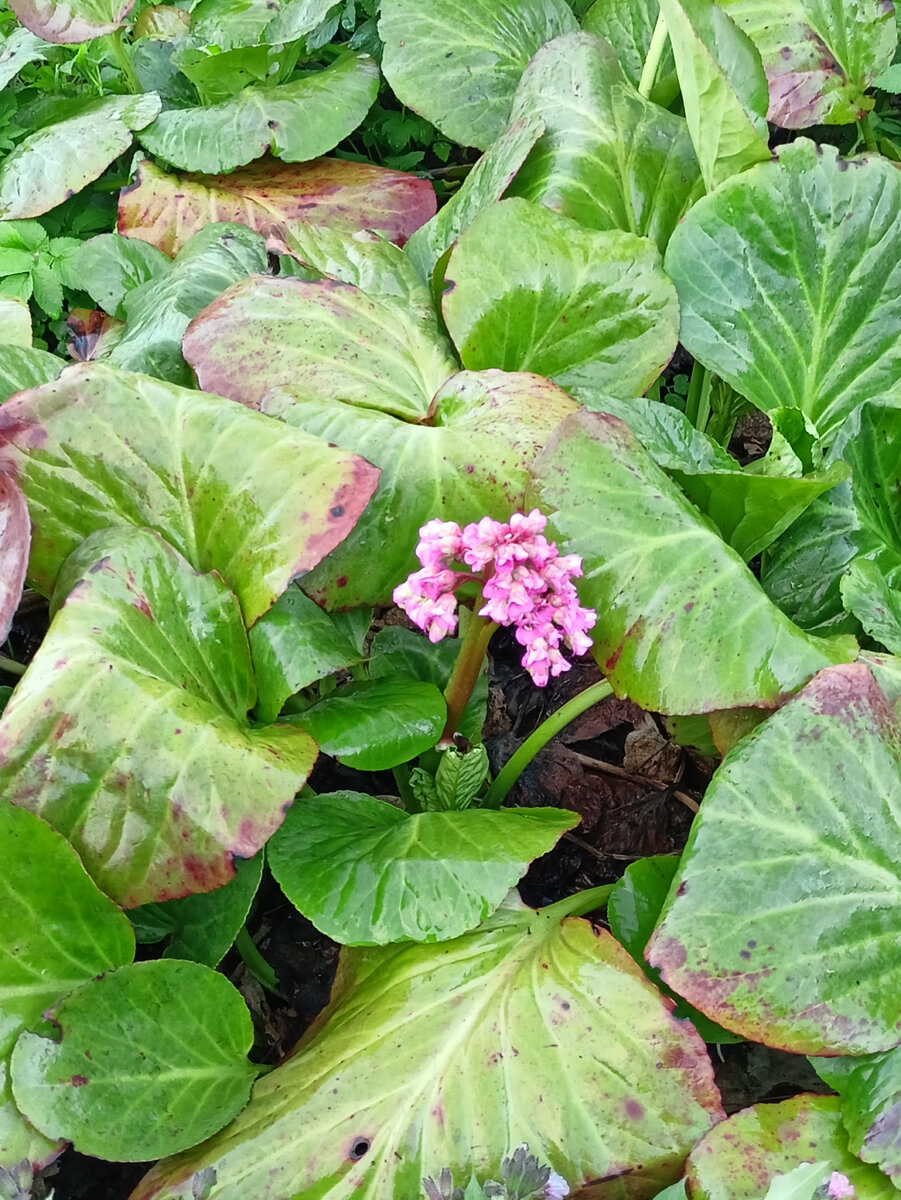 Бадан цветёт.