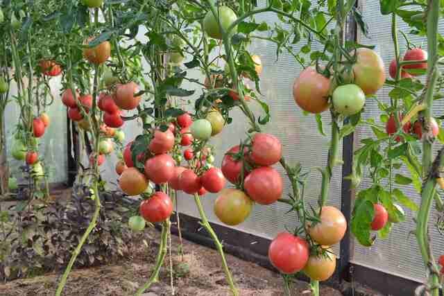Выращивание томатов в теплице: секреты богатых урожаев