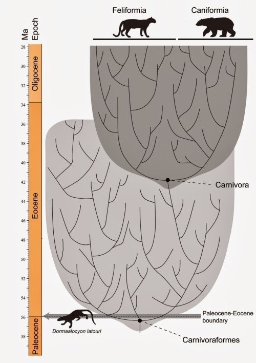 Примерная схема появления двух ветвей нынешних Carnivora из среды ранних хищных. Но, как сдаётся многим, собакообразные и кошкообразные могут происходить от разных групп примитивных хищных, в которых пока ещё твёрдо не разобрались.