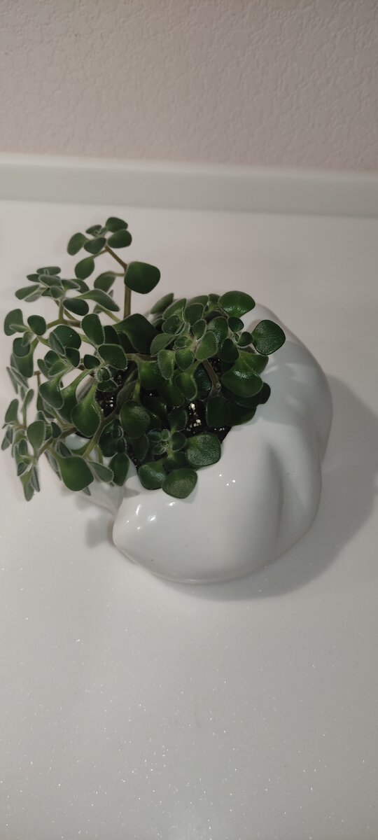 Это маленький кустик высотой всего 12 см от стола вместе с кашпо, но он будет выше и пышнее со временем. 