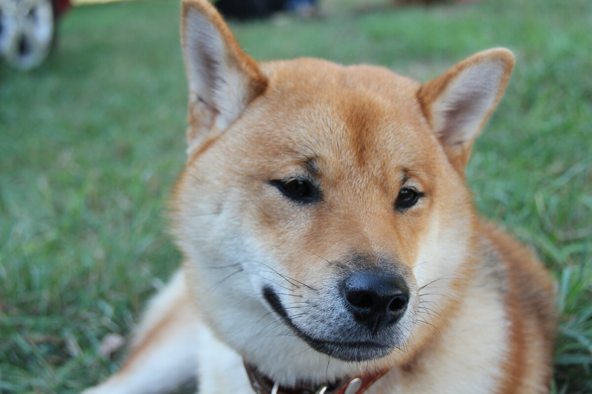     10 самых красивых пород собак