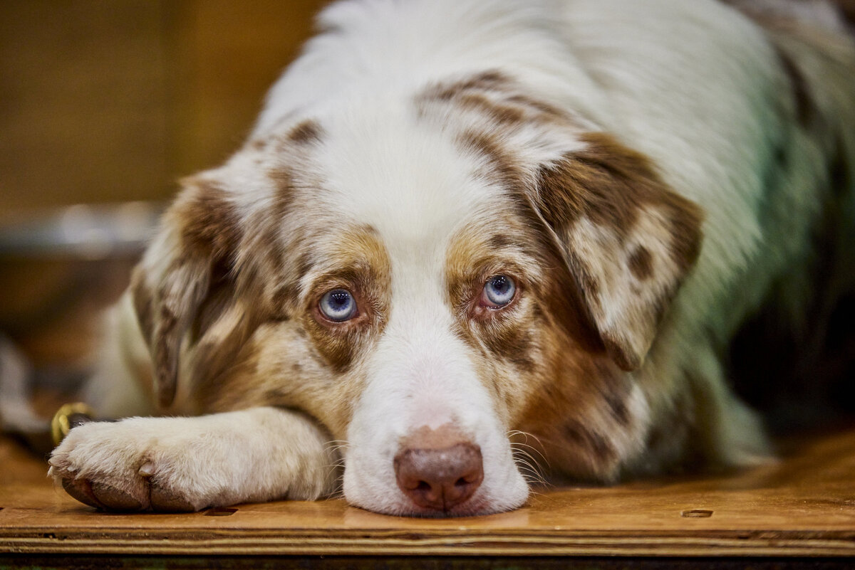    Австралийская овчаркаLegion-Media