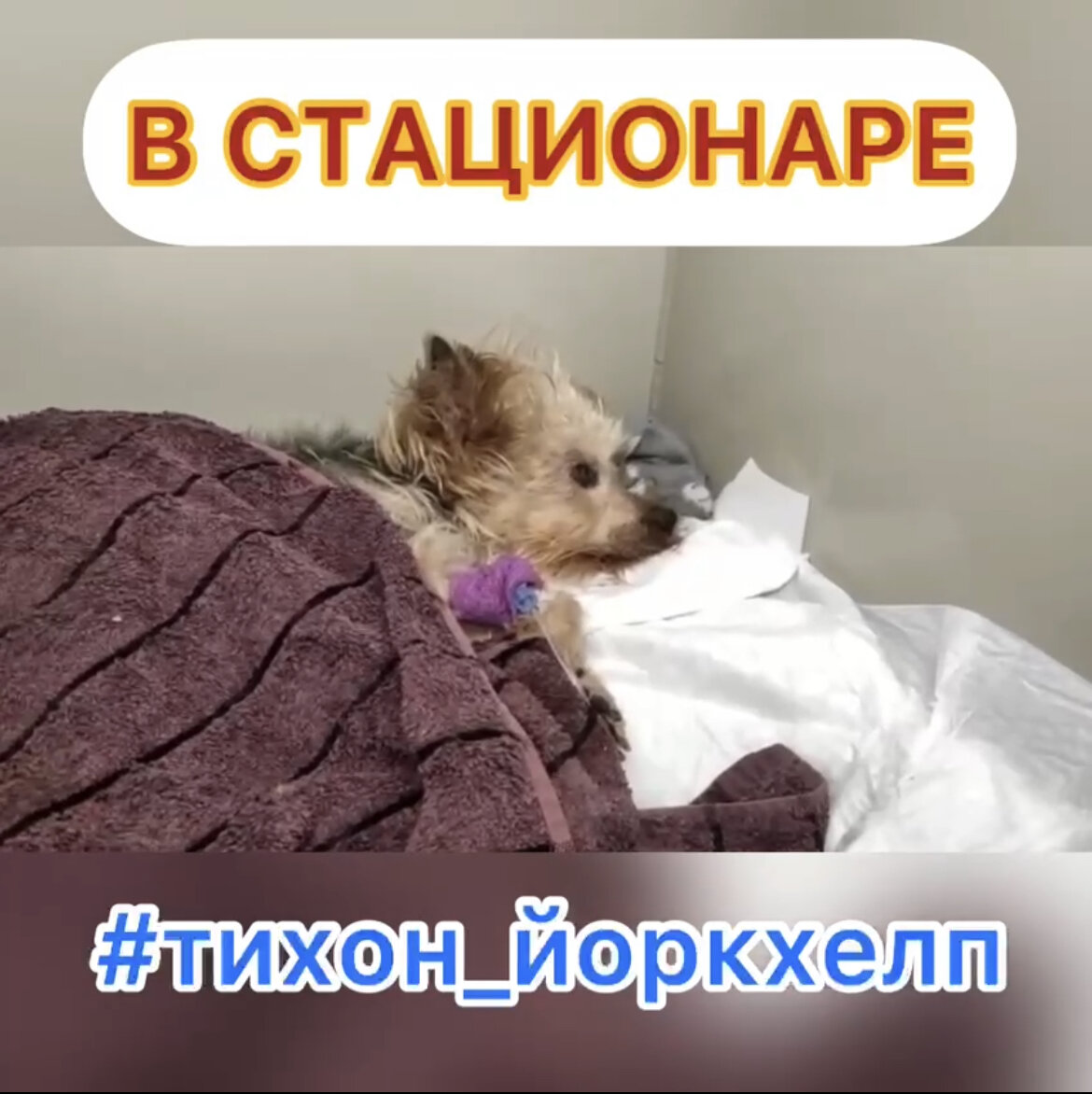 #Тихон_йоркхелп
Наш старичок Тихон слёг, вдруг перестал есть и стал лежать уткнувшись в лежак без всякого интереса к жизни. Поехали в клинику, узи, анализы. ❗️Острый приступ панкреатита❗️
Это прежде всего сильная боль. 
Конечно поместили в стационар, нужно много капать, особенно обезболивающее. Но ещё у Тихона упала температура, это тоже очень плохо. 
Сегодня третий день наш мальчик в стационаре, усиленно капают. Вчера наконец стал кушать самостоятельно. Ура!!! Но пока ещё очень слабый.
Самое печальное, что температуру по прежнему не держит, постоянно лежит на грелке. 
Пока не снимут с инфузий придётся быть в стационаре. 
Это дорогое удовольствие, но это жизненно необходимо в данной ситуации. 
Ежедневно стационар обходиться примерно в 10000 рублей. 

‼️🆘‼️В КАССЕ МИНУС 🆘 МЫ УЖЕ НЕ СПРАВЛЯЕМСЯ🆘
БУДЕМ БЛАГОДАРНЫ ЛЮБОЙ ПОМОЩИ‼️🆘‼️

Любые вопросы по телефону 8(925)771-23-42 Анастасия
Реквизиты для помощи:
Карта СБ 4276 3800 7071 3693 Анастасия Олеговна К. 
Карта Райффайзен 5100 6914 8940 6219
Карта ВТБ 5368 2901 3636 8588
Голодный телефон +7(925)771-23-42
Яндекс кошелек 410013170696093
Отчет: https://www.stranadobra.com/forum/finansovyy-otchet-2022-1