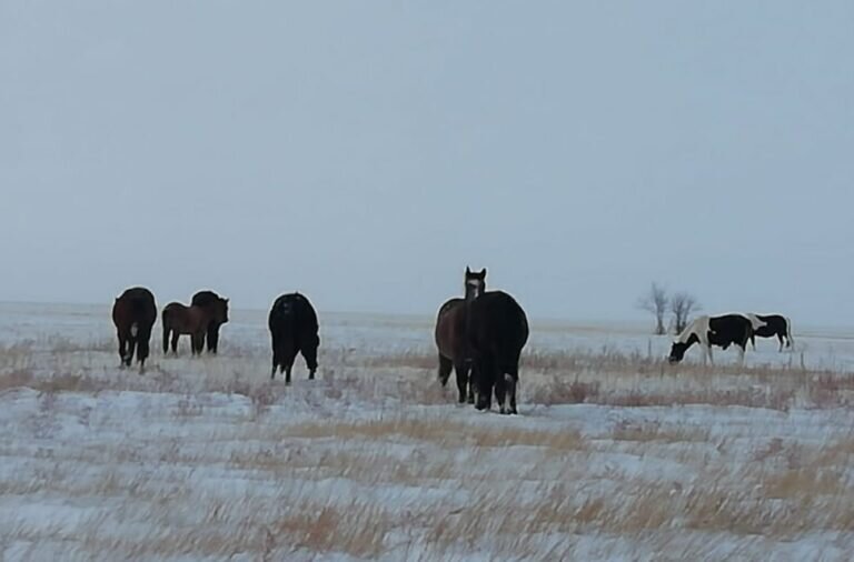   В Светлинском районе полицейские нашли и вернули местной жительнице 14 лошадей Елена Шкатова