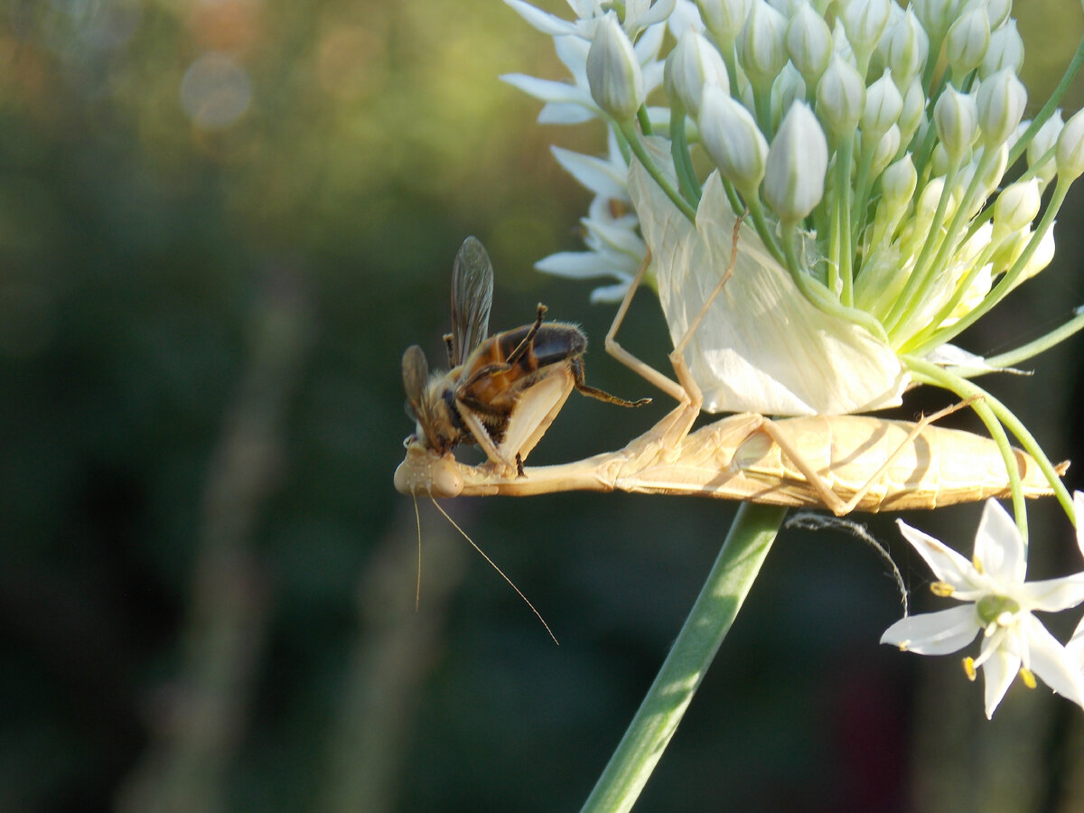 богомол ест пчелу на цветке джусая