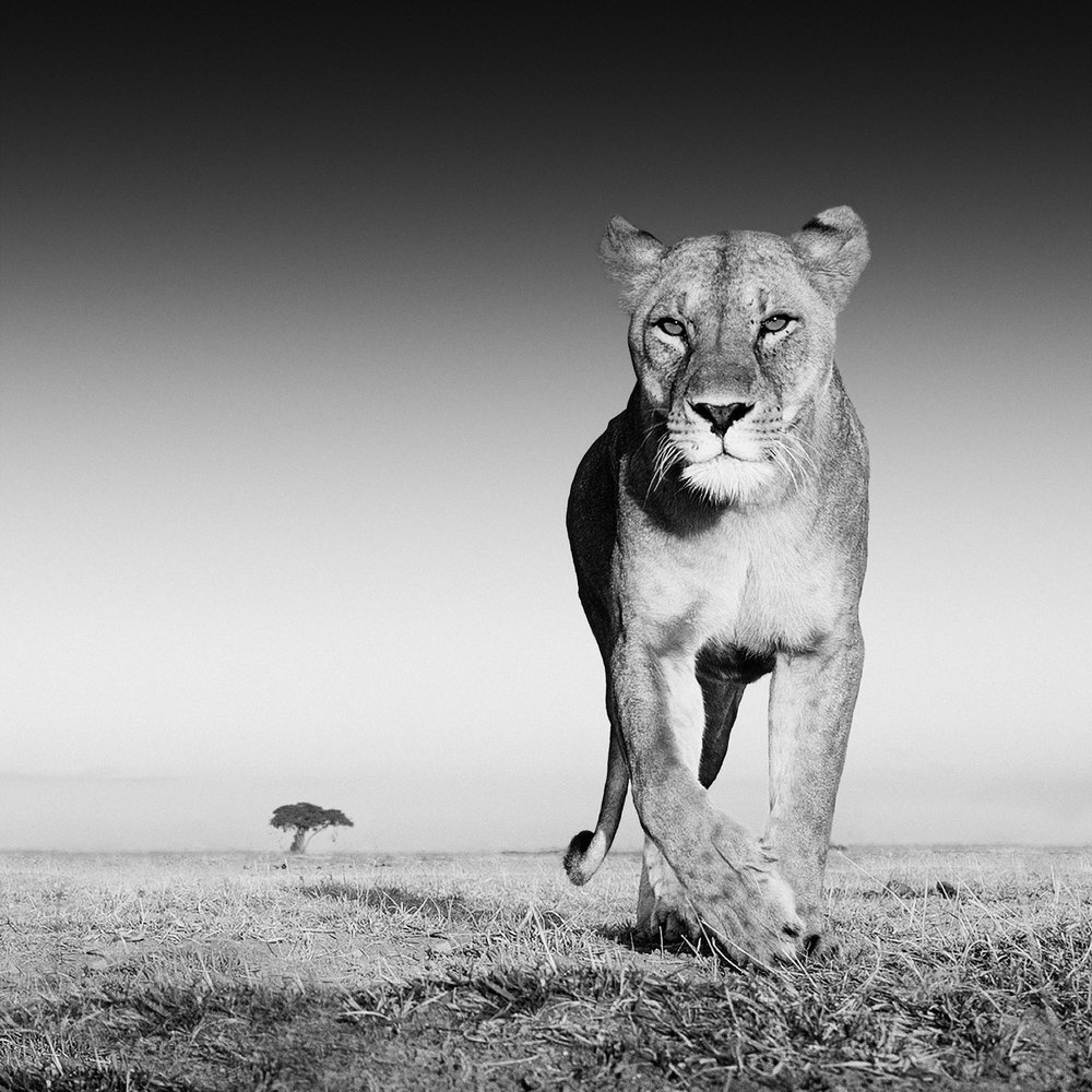  David Yarrow Photography /    / * 1966  (      )