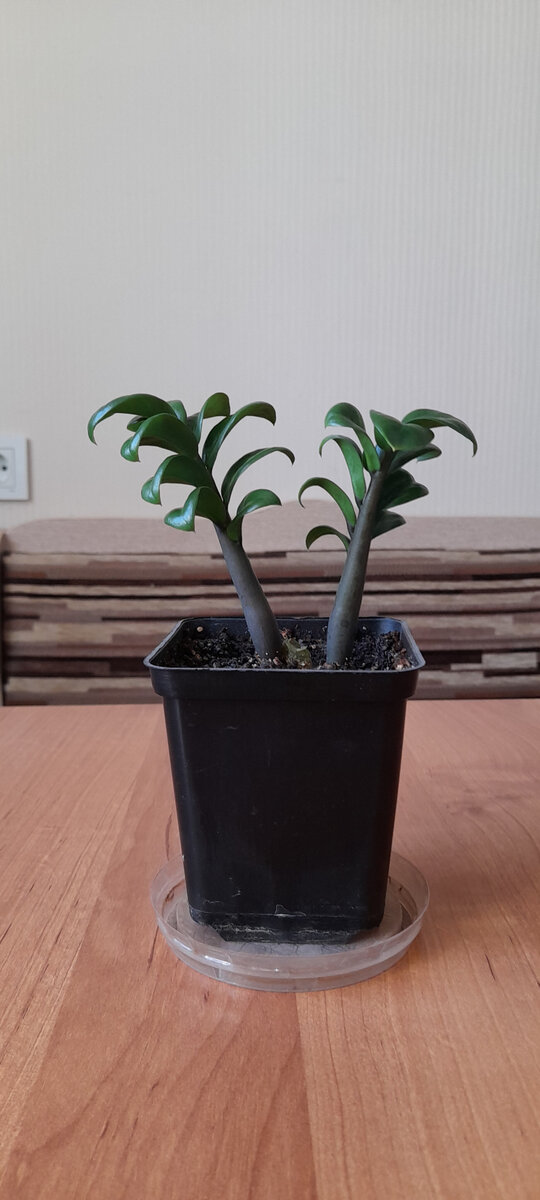 Мой маленький Зензи.