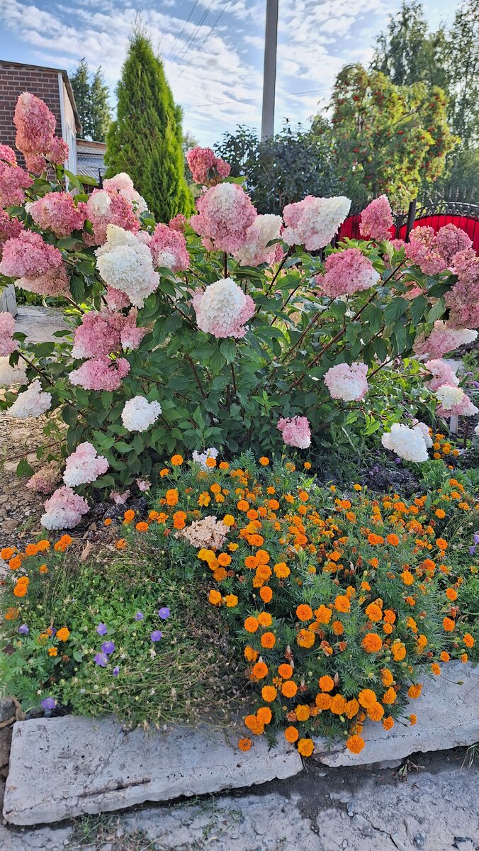 Ванила от ливня сложилась, и встать уже не получится.