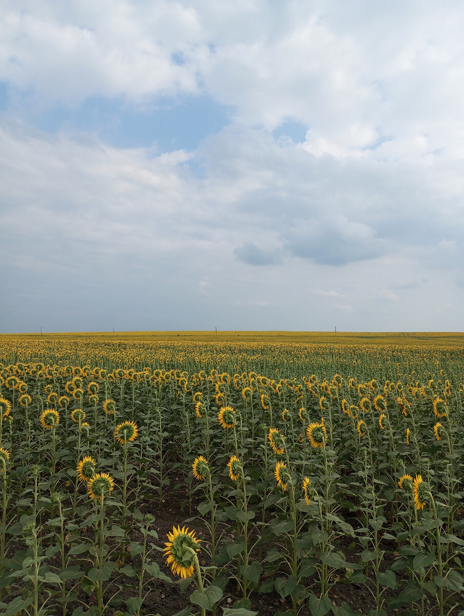 Фото автора. Подсолнечник всегда поворачивается к солнцу. 