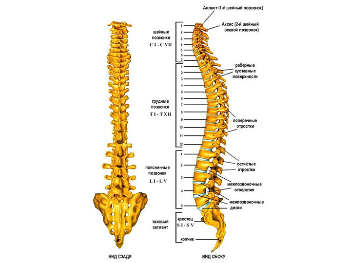 Источник: https://ppt-online.org/