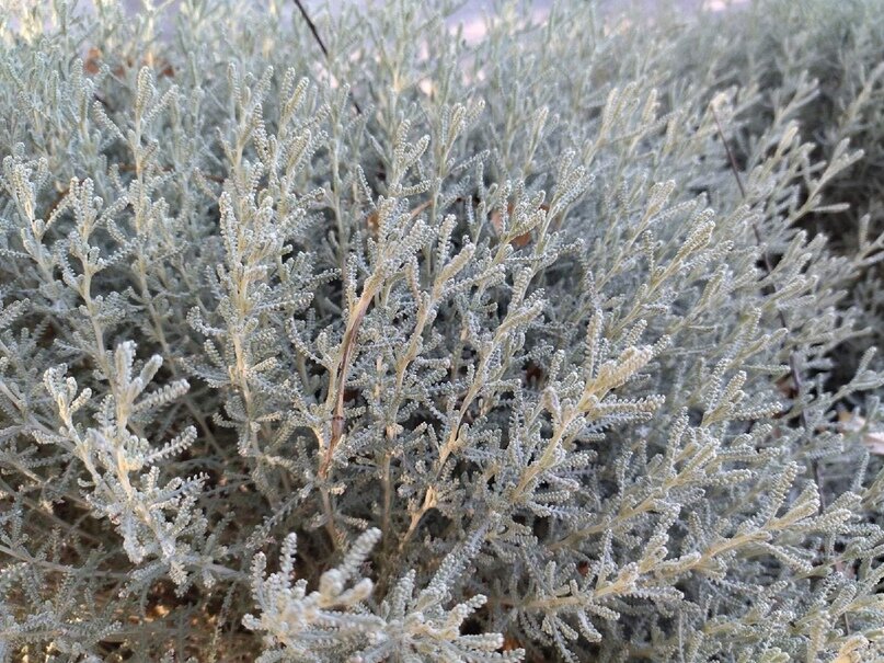 Сантолина кипарисовидная, Santolína chamaecyparíssus.