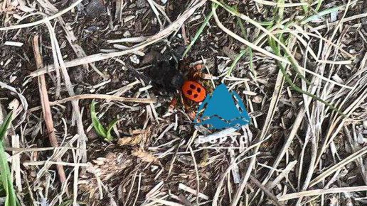     Красноярец встретил в районе «Гремячей гривы» редкого паука с чёрно-красной пятнистой расцветкой.