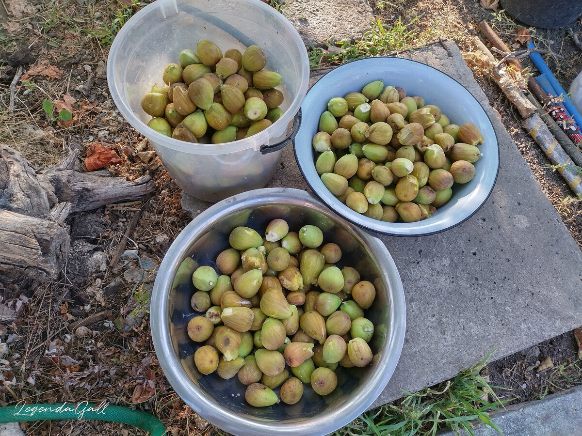 Набрали... До самых верхушек так и не добрались....