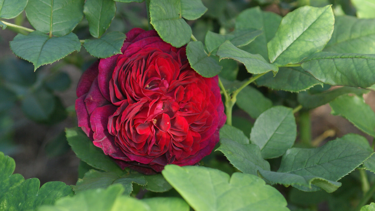 Astrid Grafin von Hardenberg