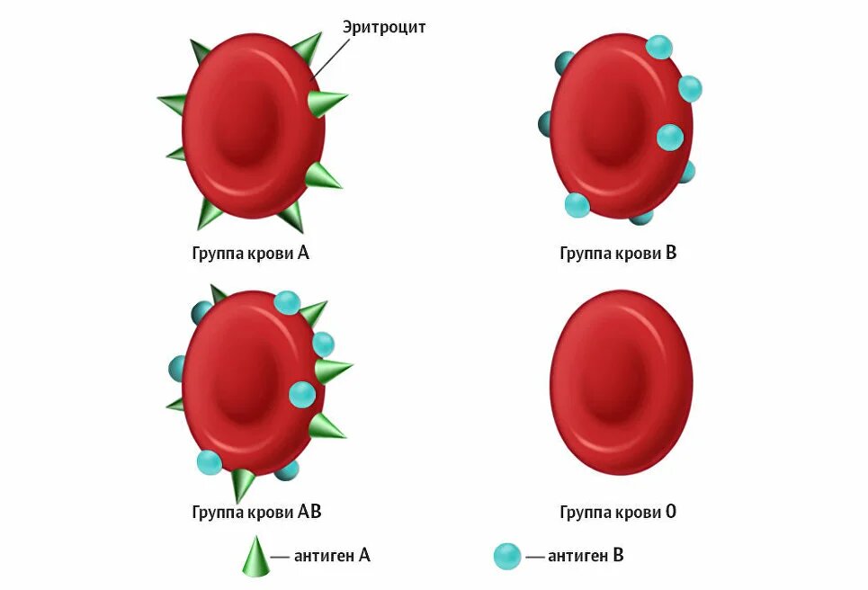 Группы крови картинки
