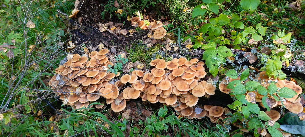 На икру из опят само то будет, а на маринование я других собрал😊