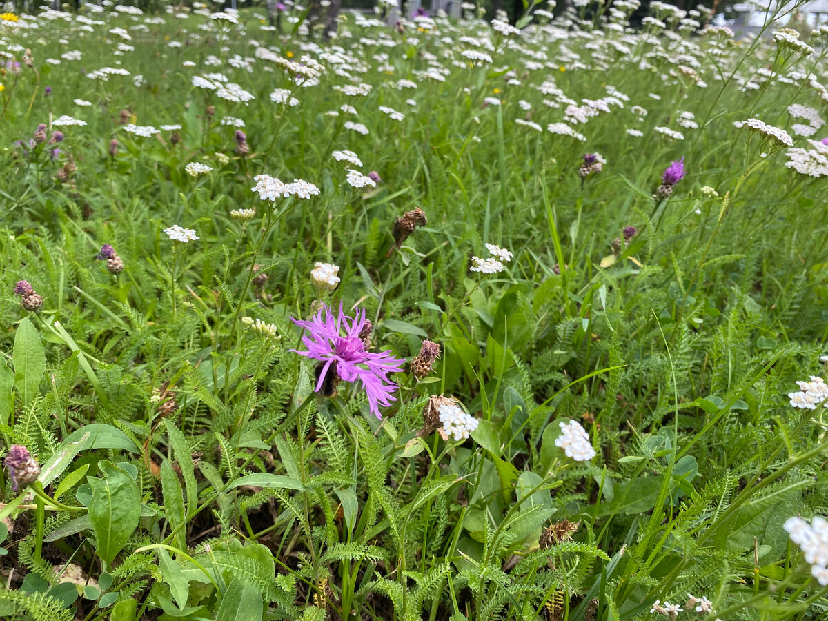 Пока не осень, но уже и не лето... Фото автора