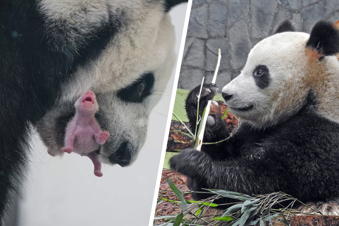 почему все панды принадлежат