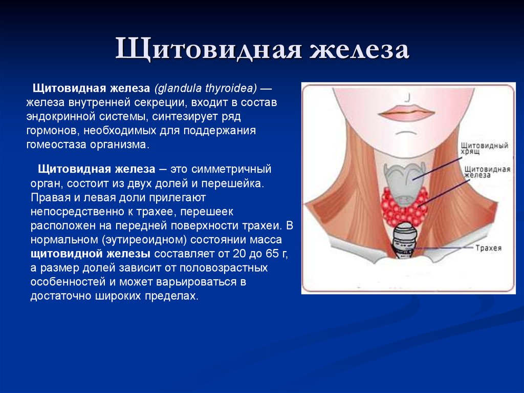 Щитовидной желе. Tshitovidnaya Jeleza. Щитовидная железа щитовидная железа. Щитовидка железа щитовидная.