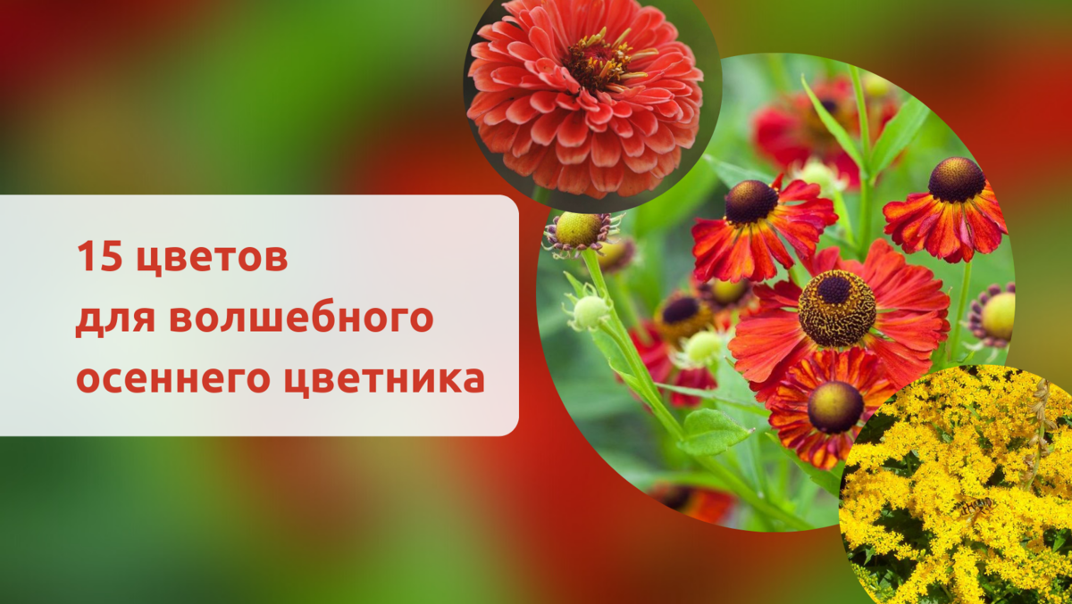 ТОП-5 кустарников, которые цветут осенью🍁[с фото] | 🌿Школа садоводов ▶ Марии В. | Дзен